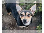 Doxie-Pin DOG FOR ADOPTION RGADN-1350078 - Tigerlilly - Miniature Pinscher /