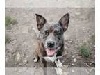 Catahoula Leopard Dog DOG FOR ADOPTION RGADN-1350136 - Ranger - Catahoula