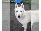 Mix DOG FOR ADOPTION RGADN-1350144 - Loki - Husky (medium coat) Dog For