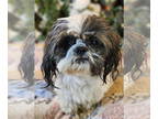 Shih Tzu DOG FOR ADOPTION RGADN-1350342 - Perry - Shih Tzu (medium coat) Dog For