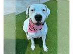 Dogo Argentino Mix DOG FOR ADOPTION RGADN-1350436 - TAFFY - Dogo Argentino /