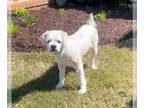 Shih Tzu Mix DOG FOR ADOPTION RGADN-1350545 - Buster - Shih Tzu / Mixed Dog For