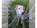 American Staffordshire Terrier-Brittany Mix DOG FOR ADOPTION RGADN-1350773 -