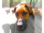 Boxer Mix DOG FOR ADOPTION RGADN-1350804 - Buster Brown - Boxer / Mixed (short