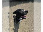 Boxador DOG FOR ADOPTION RGADN-1350841 - BANDIT - Labrador Retriever / Boxer /