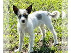 Jack Russell Terrier DOG FOR ADOPTION RGADN-1350978 - Baloo / Bodie - Jack