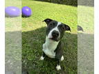 American Pit Bull Terrier DOG FOR ADOPTION RGADN-1350991 - DA 10 Hypnotic - Pit