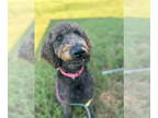 Labradoodle DOG FOR ADOPTION RGADN-1351376 - Kiera Aug 24 - In Foster in