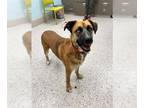 German Shepherd Dog DOG FOR ADOPTION RGADN-1351435 - STITCH - German Shepherd