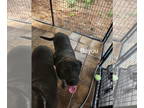 Labrador Retriever DOG FOR ADOPTION RGADN-1351462 - Bayou - Labrador Retriever