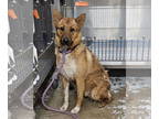 Australian Cattle Dog Mix DOG FOR ADOPTION RGADN-1351472 - Atlas - Queensland