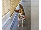 German Shepherd Dog-Huskies Mix DOG FOR ADOPTION RGADN-1351483 - Shenzi - German