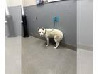 Huskies Mix DOG FOR ADOPTION RGADN-1351572 - *LILAC - Husky / Mixed (medium