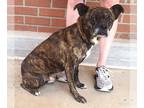 Pug Mix DOG FOR ADOPTION RGADN-1351616 - Samuel - Pug / Mixed (short coat) Dog