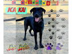 Labrottie DOG FOR ADOPTION RGADN-1351639 - Kai - Rottweiler / Labrador Retriever