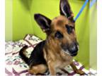 German Shepherd Dog DOG FOR ADOPTION RGADN-1351715 - Prince - German Shepherd