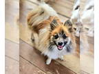 Pomeranian DOG FOR ADOPTION RGADN-1351730 - Gimli II - Pomeranian Dog For