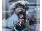 Poodle (Miniature)-Poodle (Standard) Mix DOG FOR ADOPTION RGADN-1351752 - Ivy -