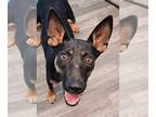 Australian Kelpie Mix DOG FOR ADOPTION RGADN-1351763 - Tulsa *foster needed* -