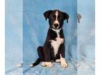 Borador DOG FOR ADOPTION RGADN-1351767 - Rancho *foster needed* - Border Collie