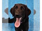 Labrador Retriever Mix DOG FOR ADOPTION RGADN-1351787 - Davenport *foster