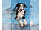 Borador DOG FOR ADOPTION RGADN-1351820 - Amherst *foster needed* - Border Collie