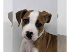 Boxer Mix DOG FOR ADOPTION RGADN-1351834 - Valdosta *foster needed* - Boxer /