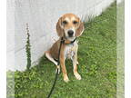 Coonhound Mix DOG FOR ADOPTION RGADN-1351863 - Del Rio - Coonhound / Hound /