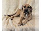 Mastiff Mix DOG FOR ADOPTION RGADN-1351867 - Houston *foster needed* - Mastiff /