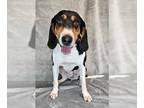 Coonhound-Treeing Walker Coonhound Mix DOG FOR ADOPTION RGADN-1351875 - Suzi -