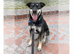 Shiba Inu Mix DOG FOR ADOPTION RGADN-1352052 - Dylan - Shepherd / Shiba Inu /