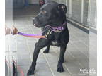 Boxador DOG FOR ADOPTION RGADN-1352098 - Picasso - Labrador Retriever / Boxer /