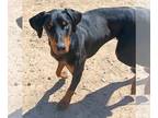 Doberman Pinscher DOG FOR ADOPTION RGADN-1352116 - **BOWSER - Doberman Pinscher