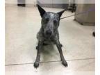 Australian Cattle Dog DOG FOR ADOPTION RGADN-1352234 - Dog - Queensland Heeler