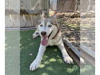 Mix DOG FOR ADOPTION RGADN-1352269 - Aspen - Husky (medium coat) Dog For