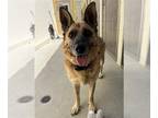 German Shepherd Dog Mix DOG FOR ADOPTION RGADN-1352271 - Princess - German