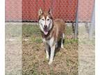 Siberian Husky DOG FOR ADOPTION RGADN-1352290 - LAISHA - Siberian Husky (medium