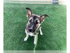 German Shepherd Dog Mix DOG FOR ADOPTION RGADN-1352384 - THURSDAY - German