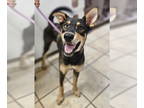 Doberman Pinscher-Huskies Mix DOG FOR ADOPTION RGADN-1352422 - Moth - Doberman