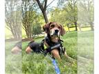 English Foxhound DOG FOR ADOPTION RGADN-1352443 - Beau - Foxhound Dog For