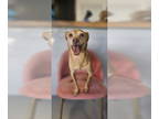 Italian Greyhuahua DOG FOR ADOPTION RGADN-1352452 - Protector #3179 - Italian