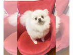 Pomeranian Mix DOG FOR ADOPTION RGADN-1352494 - Sandy Sandbox - Pomeranian /