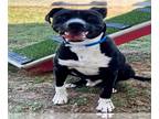 American Pit Bull Terrier DOG FOR ADOPTION RGADN-1352577 - Dog - Pit Bull