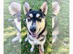 Siberian Husky Mix DOG FOR ADOPTION RGADN-1352645 - *PAOLO - Siberian Husky /