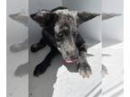 Catahoula Leopard Dog Mix DOG FOR ADOPTION RGADN-1352922 - LULU - Catahoula