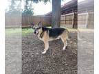 German Shepherd Dog DOG FOR ADOPTION RGADN-1352941 - MAX - German Shepherd Dog