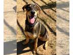 Black and Tan Coonhound Mix DOG FOR ADOPTION RGADN-1353028 - NORBERT - Black and