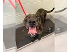 Catahoula Leopard Dog Mix DOG FOR ADOPTION RGADN-1353123 - BOO BOO - Catahoula