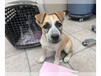 Huskies Mix DOG FOR ADOPTION RGADN-1353218 - *ZETA - Australian Cattle Dog/Blue