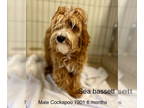 Cockapoo DOG FOR ADOPTION RGADN-1353401 - Sea Bassett #7901 - Cockapoo Dog For